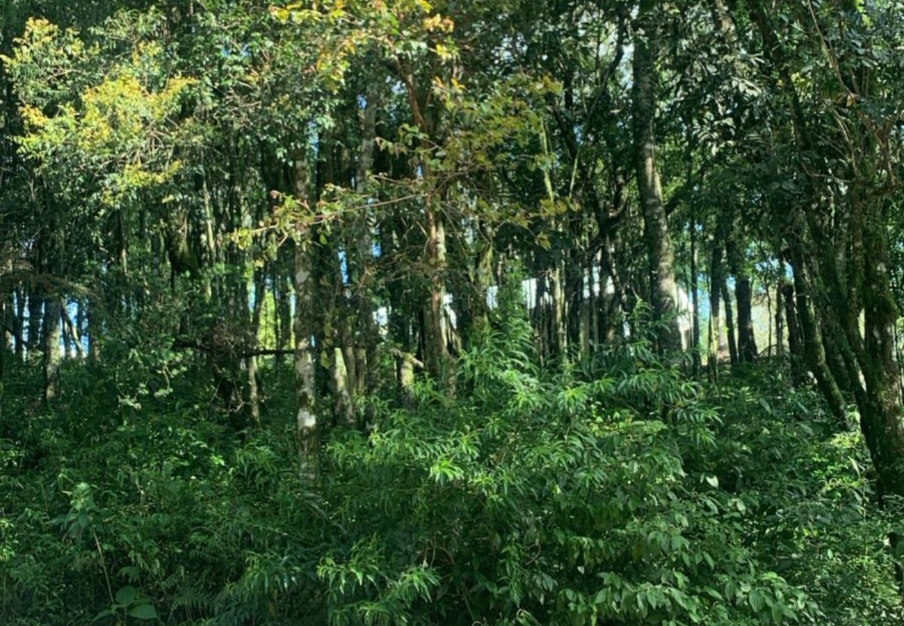 Fazenda em Gramado - Terreno à venda Vivendas do Parque  REF 558660
