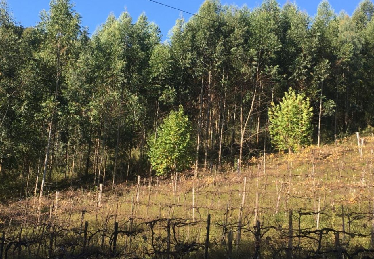 Fazenda em Gramado - Área Linha Furna REF 547145