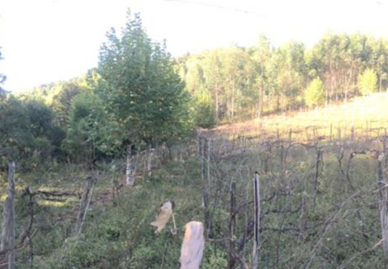 Fazenda em Gramado - Área de terras Linha Bonita REF 539526