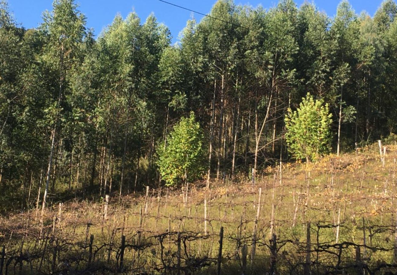 Fazenda em Gramado - Área de terras Linha Bonita REF 539526