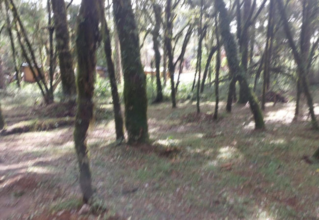 Fazenda em Canela - TERRENOS LOT LEAL E HASS REF 585227