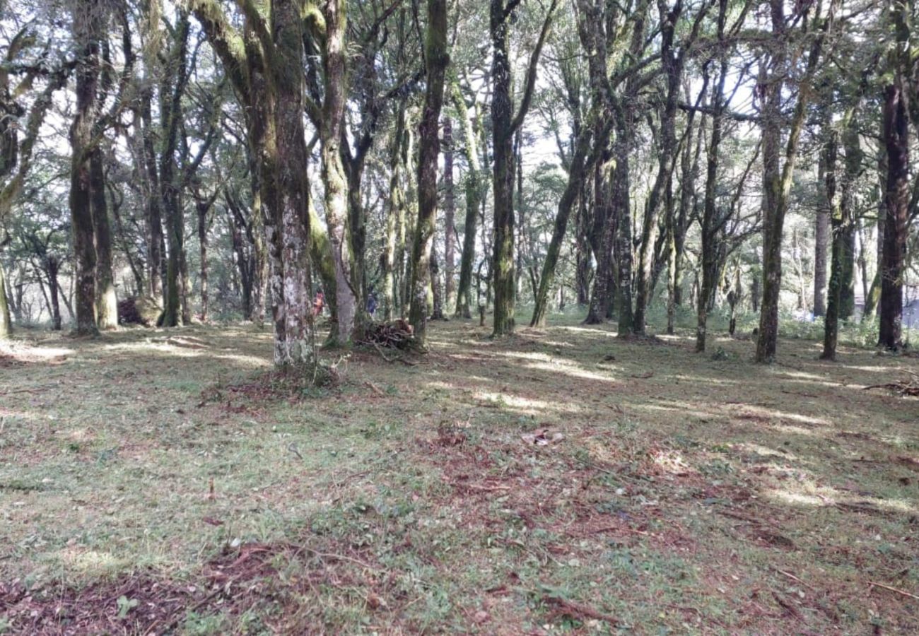 Fazenda em Canela - TERRENOS LOT LEAL E HASS REF 585227