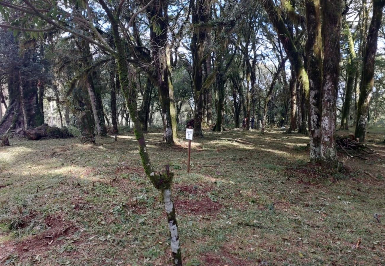 Fazenda em Canela - TERRENOS LOT LEAL E HASS REF 585227