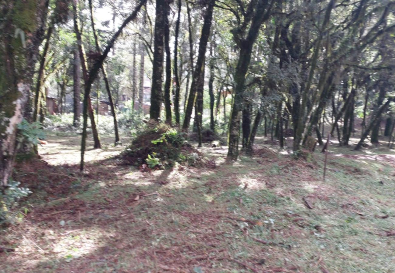 Fazenda em Canela - TERRENOS LOT LEAL E HASS REF 585227