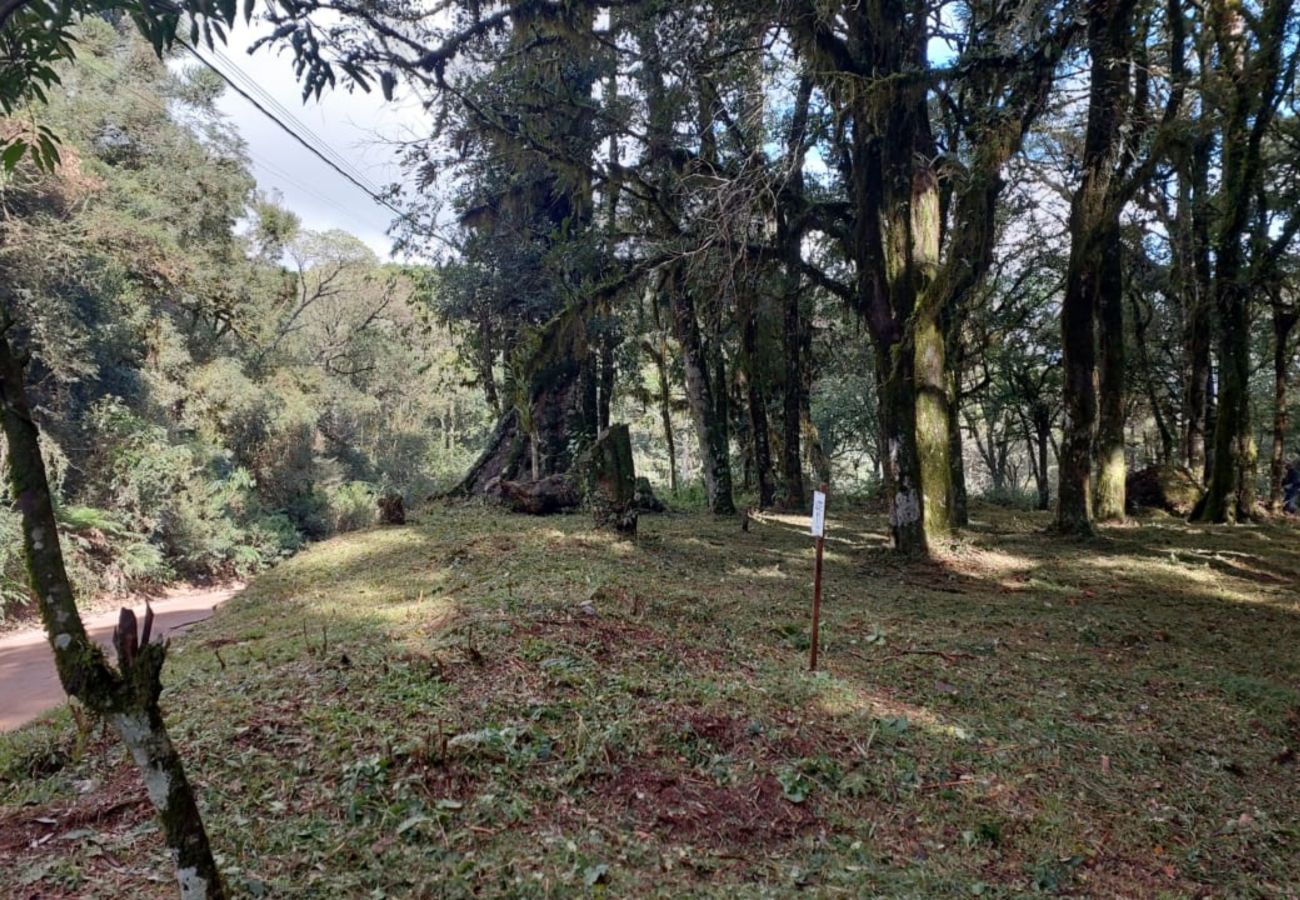 Fazenda em Canela - TERRENOS LOT LEAL E HASS REF 585227