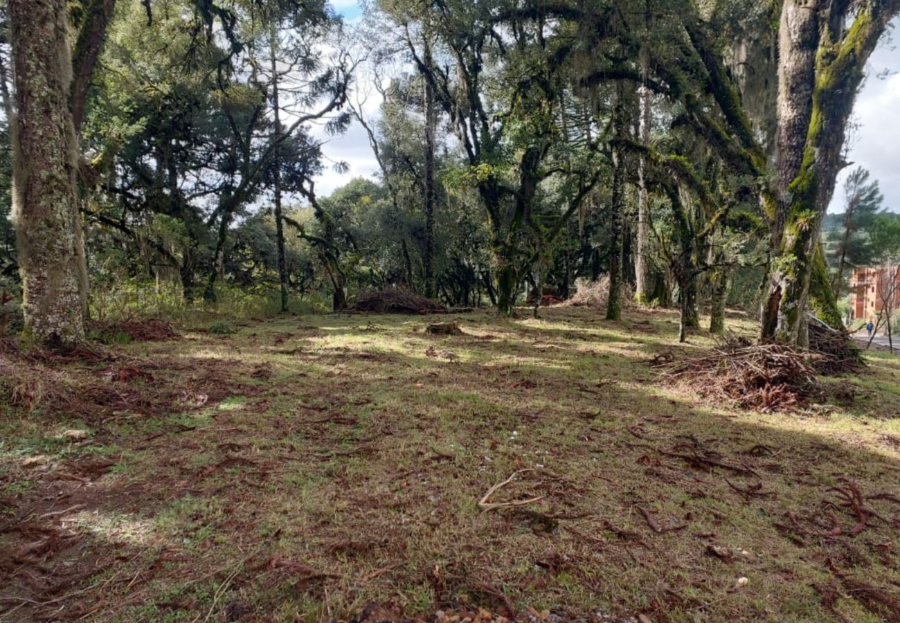 Fazenda em Canela - TERRENOS LOT LEAL E HASS REF 585227