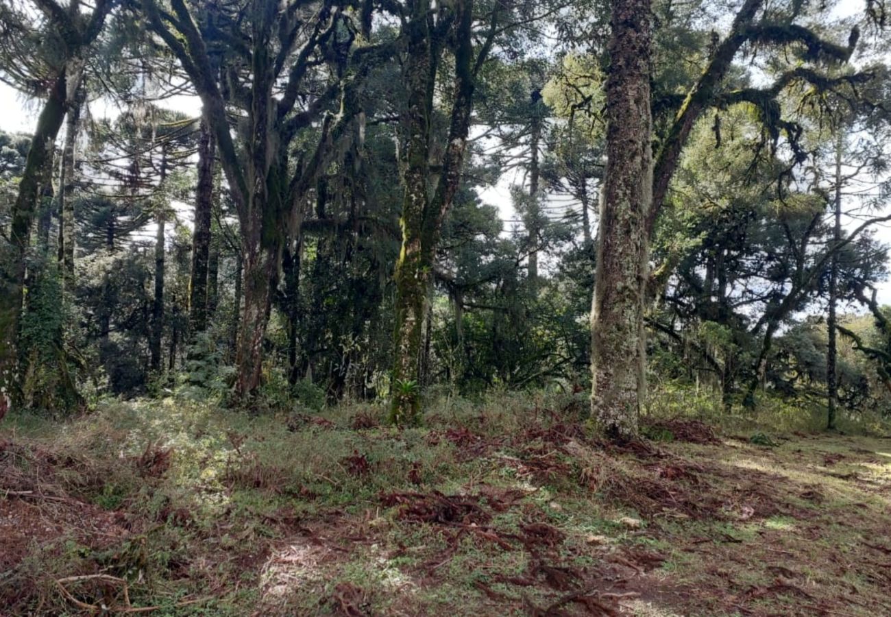 Fazenda em Canela - TERRENOS LOT LEAL E HASS REF 585227