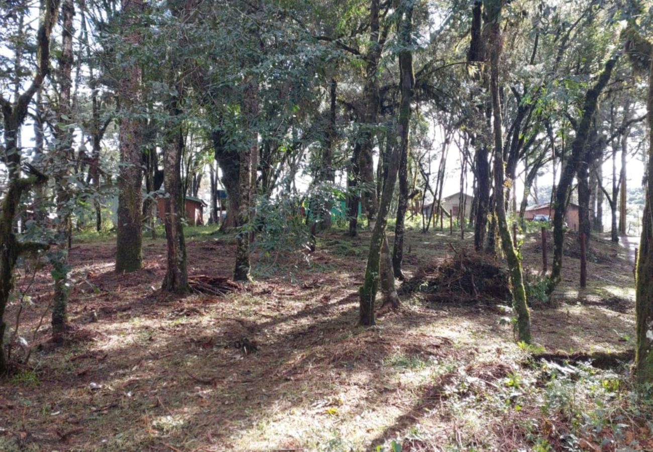 Fazenda em Canela - TERRENOS LOT LEAL E HASS REF 585227