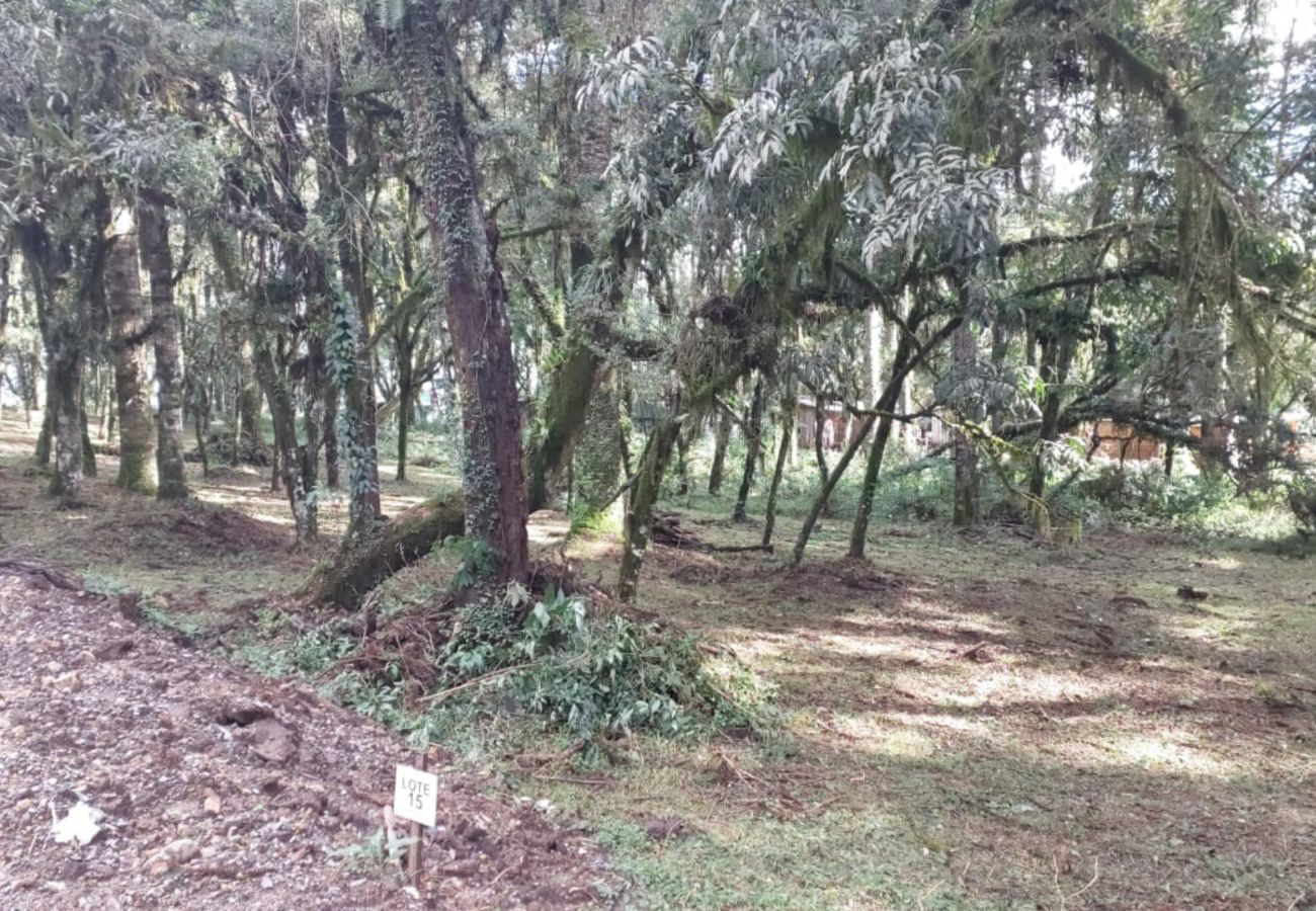 Fazenda em Canela - TERRENOS LOT LEAL E HASS REF 585227