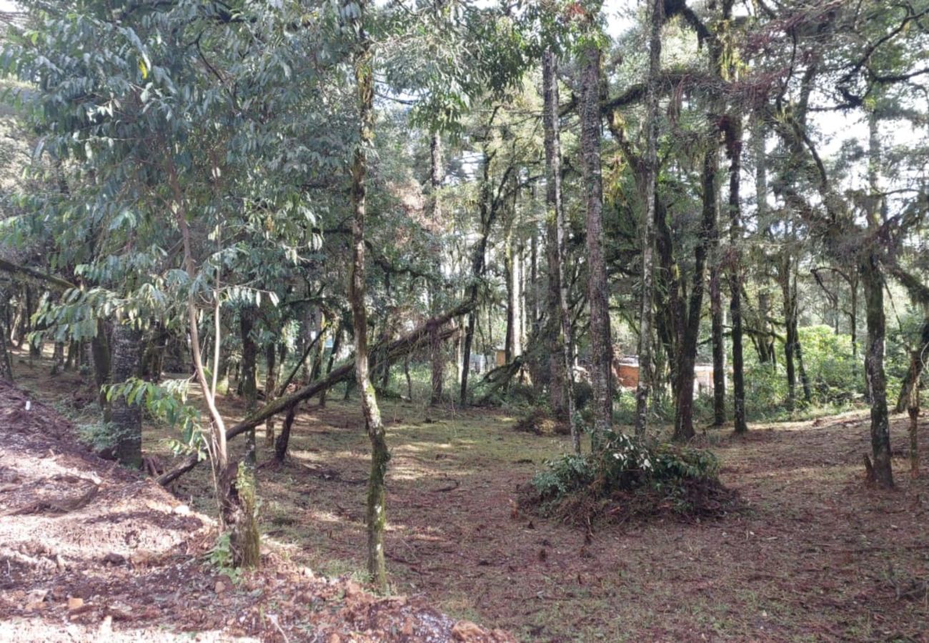 Fazenda em Canela - TERRENOS LOT LEAL E HASS REF 585227