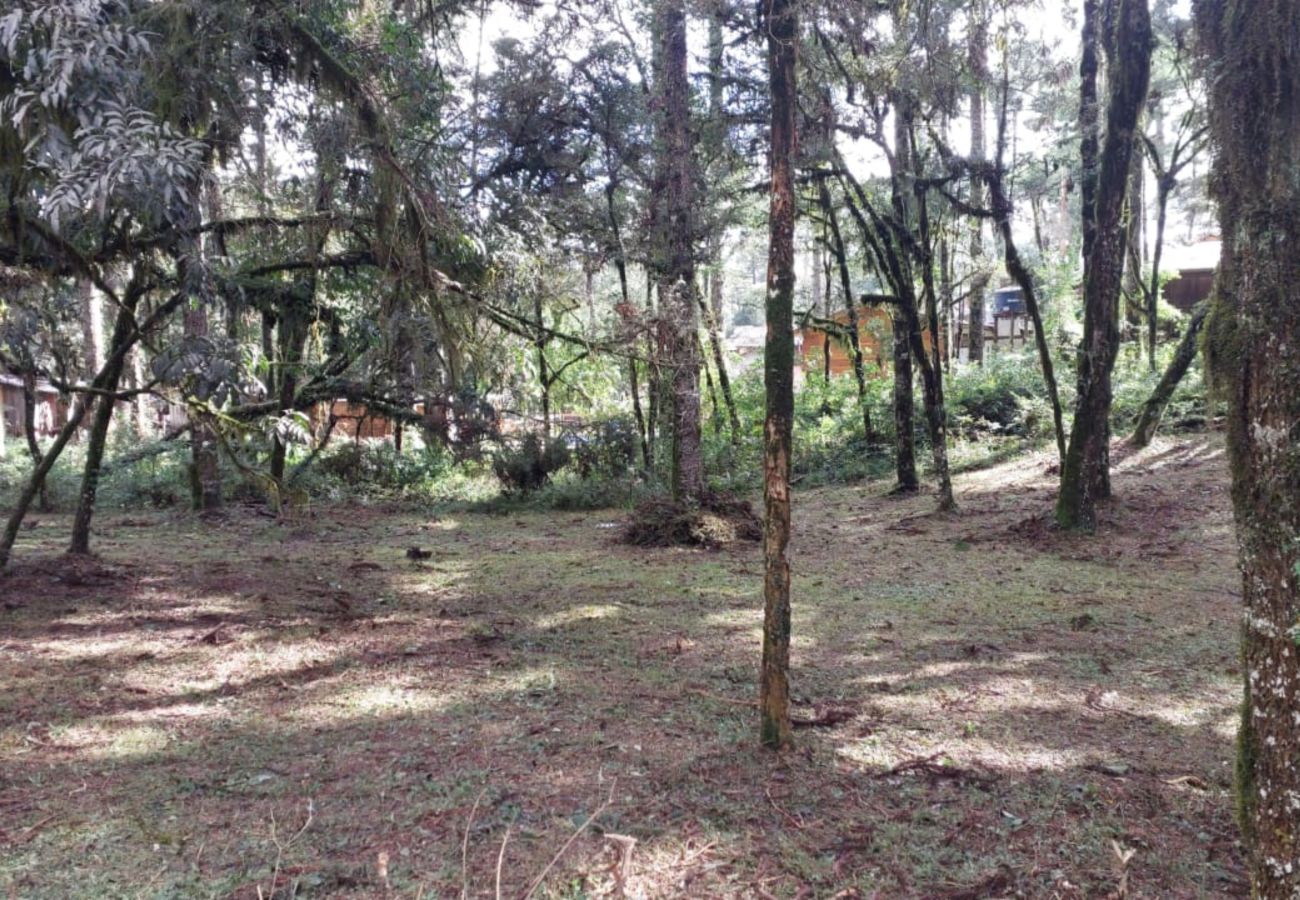Fazenda em Canela - TERRENOS LOT LEAL E HASS REF 585227