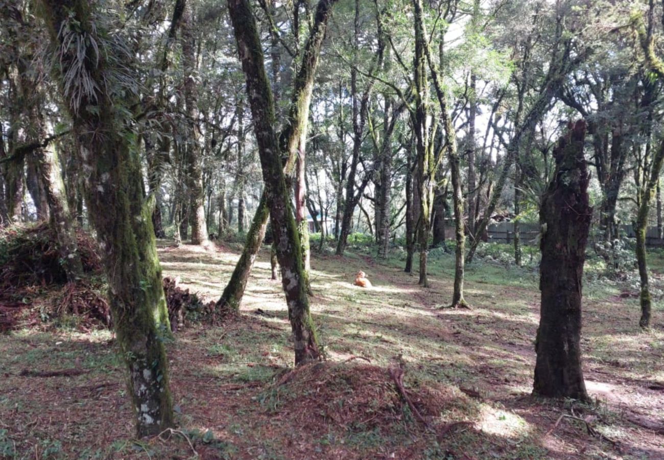Fazenda em Canela - TERRENOS LOT LEAL E HASS REF 585227