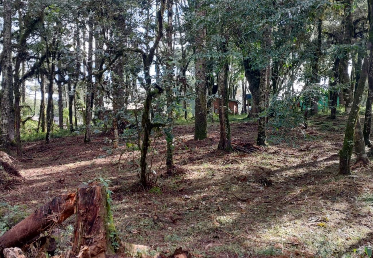 Fazenda em Canela - TERRENOS LOT LEAL E HASS REF 585227